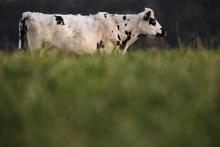 L'association de défense des animaux L214 a dénoncé jeudi la pose de hublots sur l'estomac de vaches dans un centre de recherche en nutrition animale situé dans la Sarthe, appartenant à l'entreprise S