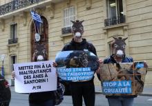 Des défenseurs des animaux manifestent devant l'ambassade de Grèce à Paris, le 13 juin 2019, pour réclamer la fin de l'exploitation des ânes et des mules sur l’île grecque de Santorin