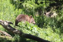 Nicolas Hulot souhaite réintroduire à l'automne deux ours femelles dans les Pyrénées, une opération inédite depuis 12 ans qui risque de provoquer l'opposition des éleveurs