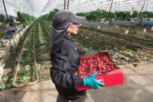 Une employée porte un carton de barquettes de fraises cultivées en serre, le 30 avril 2019 à Théza, dans les Pyrénées-Orientales