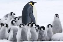 Film L'Empereur Manchots Antarctique