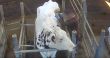 Des vaches à hublot filmées par L214