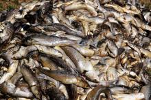 Des milliers de poissons morts dans l'étang de Bolmon, à Marignane (Bouches-du-Rhône), près de Marseille, le 1er juillet 2019