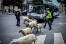 Des bergers traversent la rue avec leur troupeau à Aubervilliers le 13 juin 2018 pour la transhumance de l'été