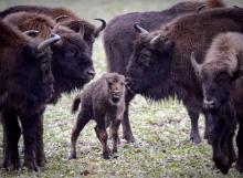 Les dix-neuf bisons qui divaguaient depuis mercredi près de Megève, en Haute-Savoie, ont été abattus vendredi matin par sécurité, leur retour à leur domaine d'élevage n'ayant pas été possible