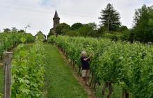 Jean-Louis Roche examine ses vignes à Queyssac-les-Vignes, en Corrèze, le 24 juin 2019