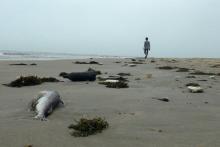 Un homme marchant sur une plage au milieu de poissons morts dans le district de Quang Trach dans le 