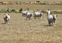 Des vaches sur une prairie desséchée dans la Creuse, le 20 juillet 2019