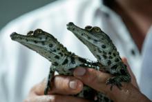 Deux crocodiles d'une espèce menacée, le "faux gavial d'Afrique de l'ouest", sont nés mi-juin dans un parc zoologique Biotropica du Val de Reuil, le 11 juillet 2019.