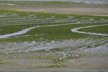 Une plage recouverte d'algues vertes près de Saint-Brieuc, le 10 juillet 2019