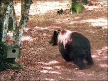 L'association Ferus a dénoncé vendredi l'action d'effarouchement des ours la veille par décision de la préfecture de l'Ariège, considérant qu'il s'agit d'un moyen inefficace, destiné à "acheter la pai