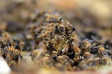 Un promeneur était entre la vie et la mort après avoir été attaqué par des milliers d'abeilles alors qu'il se promenait sur un chemin de la commune du Brignon, en Haute-Loire