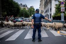 Rare transhumance de moutons à Paris le 17 juillet 2019