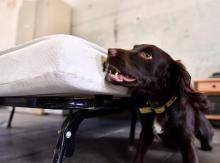 La chienne Nova, working cocker de 15 mois, détecte la présence de punaises de lit, le 15 juillet 2019 à la caserne militaire de Magnac-Laval