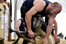 Un compétiteur procède à la tonte d'un mouton lors de la compétition des 24 heures de tonte à Coulonges (ouest), le 9 juin 2018
