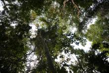 La forêt guyanaise à Matoury, près de Cayenne, le 24 août 2019