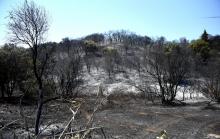 Forêt brûlée dans le Gard, près de Saint-Gilles, le 29 juin 2019
