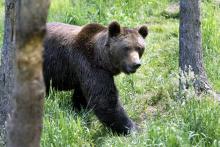 Une nette majorité de quelque 6.000 internautes français consultés en juillet sont favorables à la prochaine introduction de deux ourses dans les Pyrénées