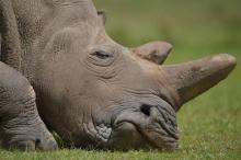 Le kilo de corne de rhinocéros vaut plus que celui de l'or ou de la cocaïne sur le marché noir