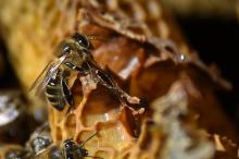 "La canicule de fin juin a été catastrophique: nous avons perdu 80 ruches par la fonte de cire qui a englué la colonie, la reine...", raconte Christian Pons. Du "jamais-vu" pour cet apiculteur exerçan