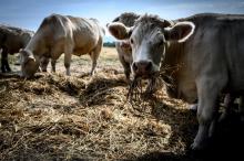 Foin donné aux vaches dès le mois de juillet dans une ferme touchée par la sécheresse à Crevant-Laveine, dans le Puy-de-Dome, à l'été 2019
