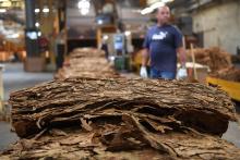 Des "strips" de feuilles de tabac dans l'usine de France Tabac à Sarlat-la-Caneda, le 20 septembre 2019