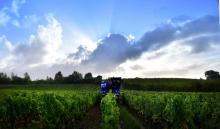 Un viticulteur conduit son tracteur dans son vignoble de Château Haut Lorettes, le 26 septembre 2019 à Teuillac