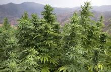 Des plants de cannabis cultivés près de Ketama du Maroc, le 2 septembre 2019