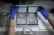 Un laborantin du laboratoire de biologie reproductive TENOS de l'hôpital Tenon à Paris prépare des échantillons de sperme le 24 septembre 2019