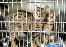 SPA: 1.684 animaux ont trouvé un nouveau maître, surtout des chats, le week-end du 5 et 6 octobre