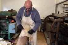 Le tanneur Jorge Soler travaille une peau d'autruche, le 9 octobre 2019 dans son atelier de Neussargues-en-Pinatelle, dans le Cantal