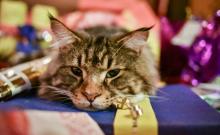 Un chat allongé sur des cadeaux de Noël au pied d'un sapin