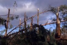 Des arbres abattus par la tempête du 26 décembre près de Haguenau, dans le Bas-Rhin