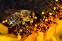 L’Agence française de sécurité sanitaire ne contestera pas une décision judiciaire interdisant deux pesticides accusés de présenter un risque pour les abeilles et retire leur autorisation de mise sur 