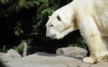 Ours blanc au zoo d'Amnéville 