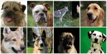 11 chiens star sont morts dans un incendie dans le Loiret