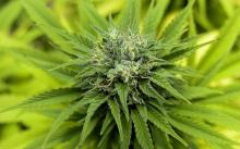 L'expérimentation thérapeutique du cannabis prévue pour "septembre"