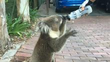 Un koala boit à la gourde d'un cycliste