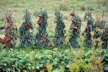 L'Agence de sécurité sanitaire (Anses) met en garde contre un nouveau virus s'attaquant aux cultures des tomates, piments et poivrons, et demande à toute personne le détectant de signaler rapidement s