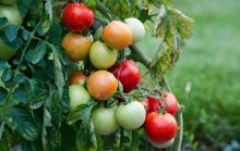 Le ministère de l'Agriculture annonce la mise en place une "surveillance renforcée" pour protéger le territoire français d'un nouveau virus, dangereux pour les plantes potagères, notamment la tomate
