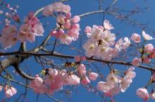 L'éclosion des fleurs de cerisiers marque le début du printemps au Japon