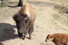 Le bison, un des animaux à protéger en période de confinement