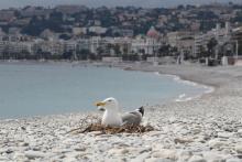 Un goëland a profité de la plage de Nice désertée pour cause de confinement pour y faire son nid, le 27 avril 2020