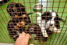 Covid-19: adopter un animal, une nouvelle dérogation au confinement