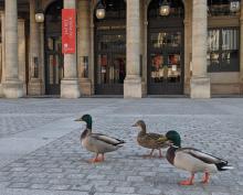 Des canards sur la place Colette, à Paris, où se trouve la Comédie française, le 2 avril 2020