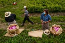 Des employés portent des masques de protection pendant la cueillette des roses, le 14 mai 2020 à Grasse