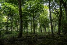 Une vue prise le 24 mai 2017 dans le nouveau parc national dédié aux forêts, situé aux confins de la Bourgogne et de la Champagne, et créé par décret le 7 novembre 2019
