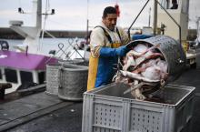 Retour de pêche avec déchargement des poissons au port de Le Guilvinec (Bretagne), le 4 juin 2020