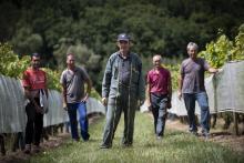 Claude Gauthier, propriétaire d'une exploitation de raisin de table, avec ses travailleurs saisonniers, le 16 juin 2020 à Mathaly, près de Moissac