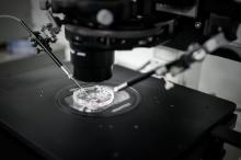 Injection cytoplasmique de sperme au laboratoire de reproduction biologique CECOS de l'hôpital Tenon, le 24 septembre 2019 à Paris